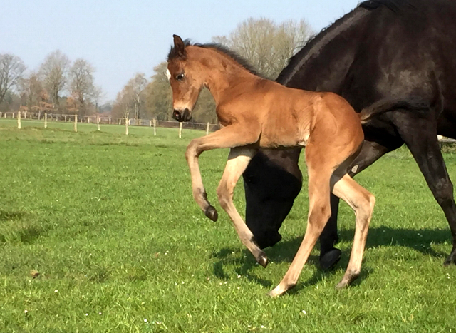 Trakehner Stutfohlen von High Motion x Hibiskus - Foto: Griep