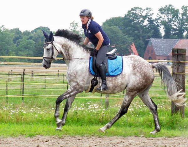 TEATIME von Summertime und KLASSIC BLUE v. Singolo - Foto: privat - Trakehner Gestt Hmelschenburg