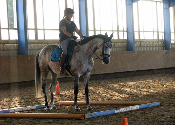 TEATIME von Summertime und KLASSIC BLUE v. Singolo - Foto: privat - Trakehner Gestt Hmelschenburg