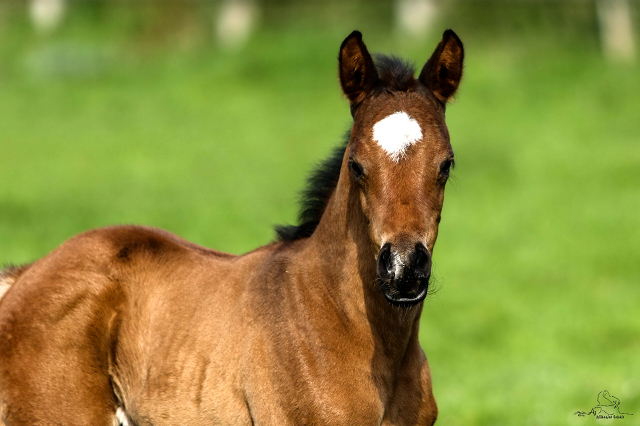 Wenige Tage alt: Trakehner Stutfohlen von High Motion x Hibiskus - Foto: Griep