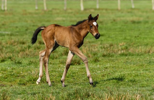 Wenige Tage alt: Trakehner Stutfohlen von High Motion x Hibiskus - Foto: Griep