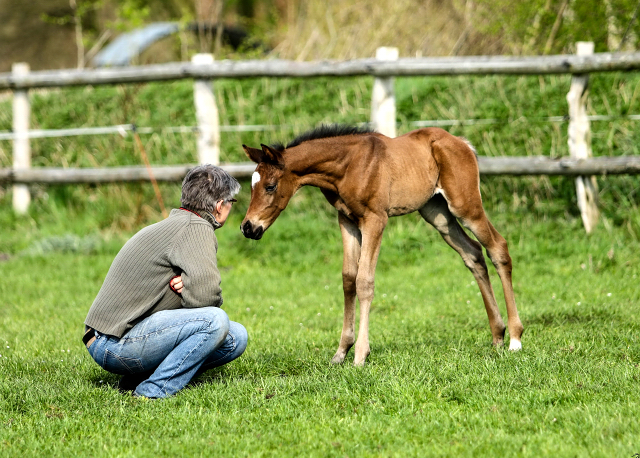 Wenige Tage alt: Trakehner Stutfohlen von High Motion x Hibiskus - Foto: Griep