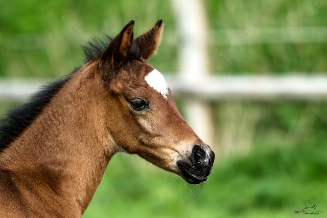 Wenige Tage alt: Trakehner Stutfohlen von High Motion x Hibiskus - Foto: Griep