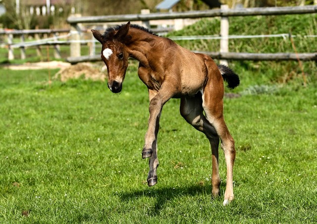 Wenige Tage alt: Trakehner Stutfohlen von High Motion x Hibiskus - Foto: Griep