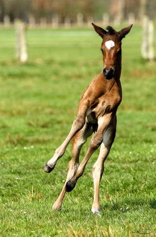 Wenige Tage alt: Trakehner Stutfohlen von High Motion x Hibiskus - Foto: Griep