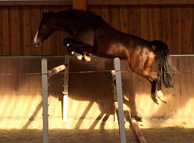 Glimmer - 5jhrige Stute von Saint Cyr u.d. Pr.u.StPrSt. Grace Note v. Alter Fritz - Gestt Schplitz - Foto: Beate Langels, 
Gestt Schplitz