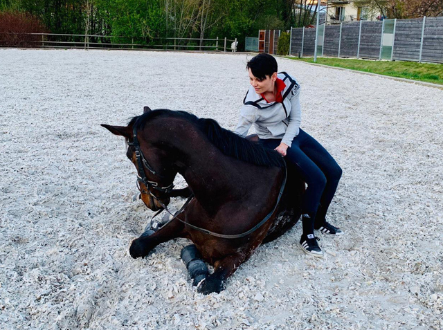 Der 5jhrige Grand Cyr   im Trakehner Gestt Hmelschenburg - Foto: privat