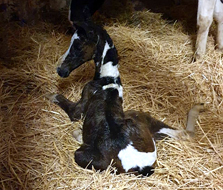 Scheckstutfohlen von High Motion x Insterburg, Foto Grunert