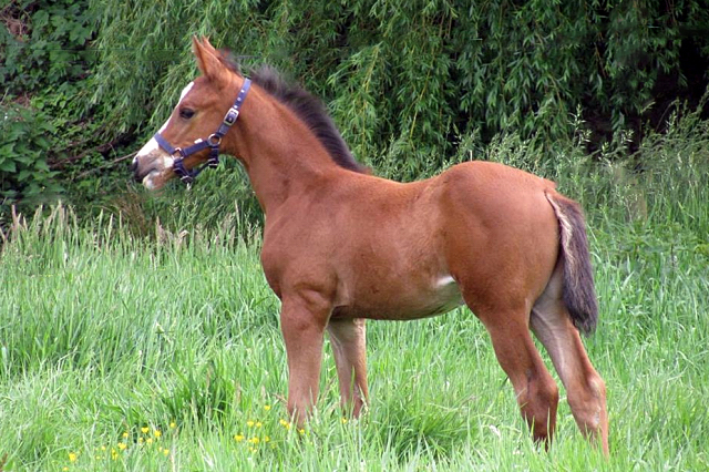 Hengstfohlen von High Motion x Singolo - Freudenfest - Foto: Corinna Gerling