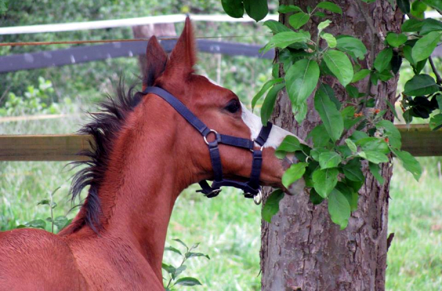 Hengstfohlen von High Motion x Singolo - Freudenfest - Foto: Corinna Gerling