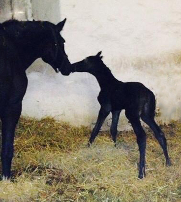 Trakehner Filly by Saint Cyr out of Premiummare Greta Garbo by Alter Fritz, Gestt Hmelschenburg - Beate Langels