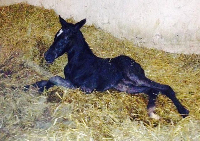 Trakehner Filly by Saint Cyr out of Premiummare Greta Garbo by Alter Fritz, Gestt Hmelschenburg - Beate Langels