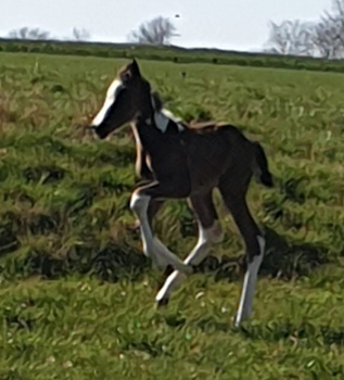 Scheckstutfohlen von High Motion x Insterburg, Foto Grunert