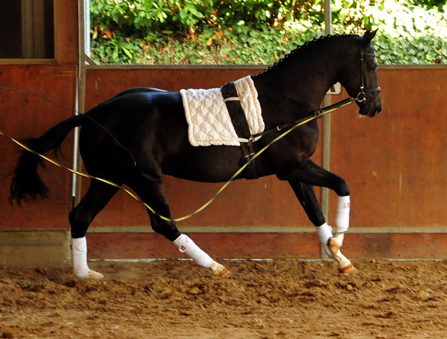 Zweijhriger Hengst von Saint Cyr u.d. Greta Garbo - 27. September 2016  - Foto: Beate Langels -
Trakehner Gestt Hmelschenburg