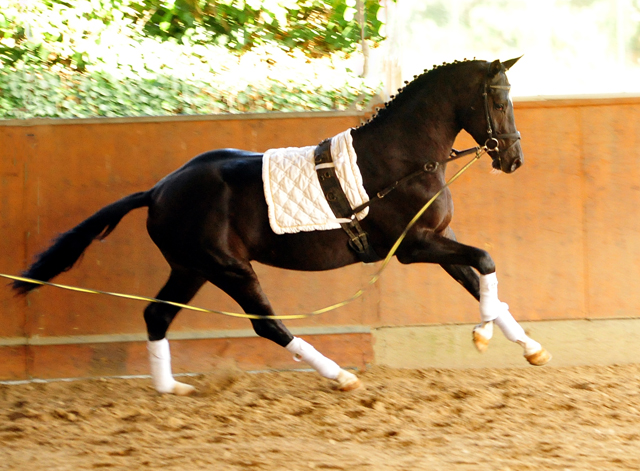 Zweijhriger Hengst von Saint Cyr u.d. Greta Garbo - 27. September 2016  - Foto: Beate Langels -
Trakehner Gestt Hmelschenburg