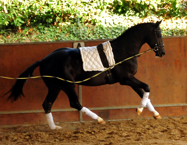 Zweijhriger Hengst von Saint Cyr u.d. Greta Garbo - 27. September 2016  - Foto: Beate Langels -
Trakehner Gestt Hmelschenburg