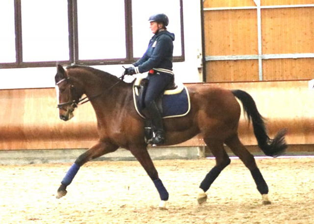 KLASSIC BLUE v. Singolo - Foto: privat - Trakehner Gestt Hmelschenburg