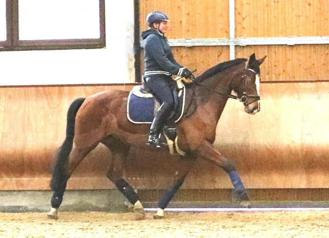KLASSIC BLUE v. Singolo - Foto: privat - Trakehner Gestt Hmelschenburg