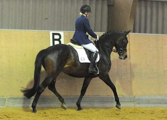 Galantina v. Summertime x Kostolany, 4-jhrig im Mai 2010, Foto: Dr. Peter Richterich