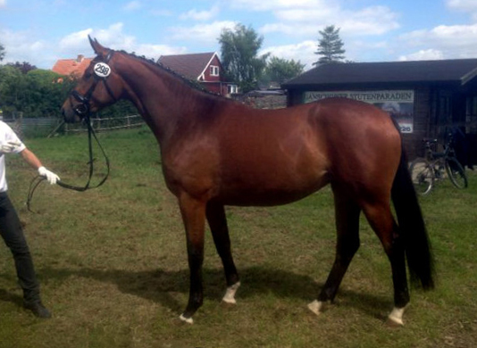 Trakehner Stute GALATEA von Syriano u.d. Pr.St. Gracia Patricia II v. Alter Fritz - Gestt Schplitz - Foto: Beate Langels