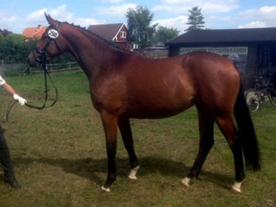 Trakehner Prmienstute GALATEA von Syriano u.d. Pr.St. Gracia Patricia II v. Alter Fritz - Gestt Schplitz - Foto: Beate Langels