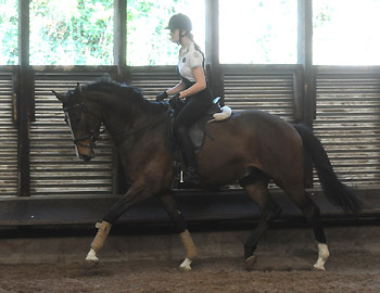 Galileo von Exclusiv u.d. Gwendolyn v. Maestro - Kostolany - Karon - Foto: Beate Langels - Trakehner Gestt Hmelschenburg