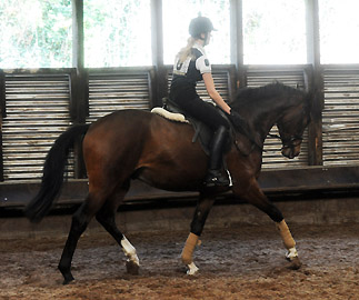 Galileo von Exclusiv u.d. Gwendolyn v. Maestro - Kostolany - Karon - Foto: Beate Langels - Trakehner Gestt Hmelschenburg