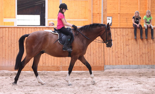 Galileo von Exclusiv u.d. Gwendolyn v. Maestro - Kostolany - Karon - Foto: privat