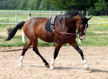 Galileo von Exclusiv u.d. Gwendolyn v. Maestro - Kostolany - Karon - Foto: privat