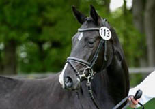 Siegerstute GALINA von Oliver Twist, Foto: Stephan Bischoff
