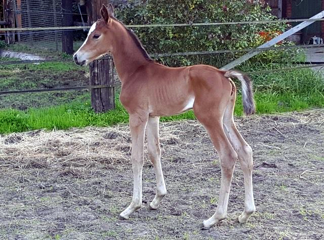 Trakehner Stutfohlen von High Motion, Foto: Bhn