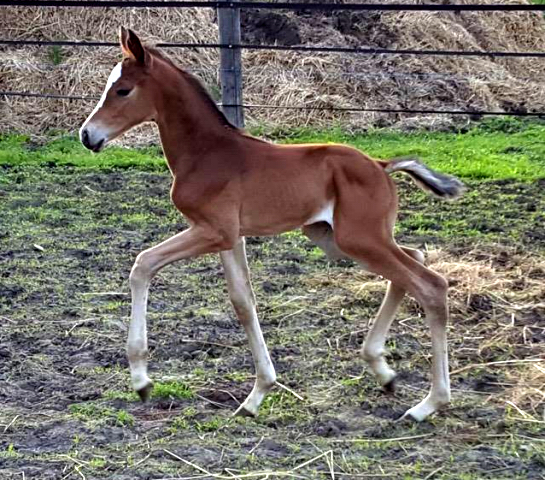 Trakehner Stutfohlen von High Motion, Foto: Bhn