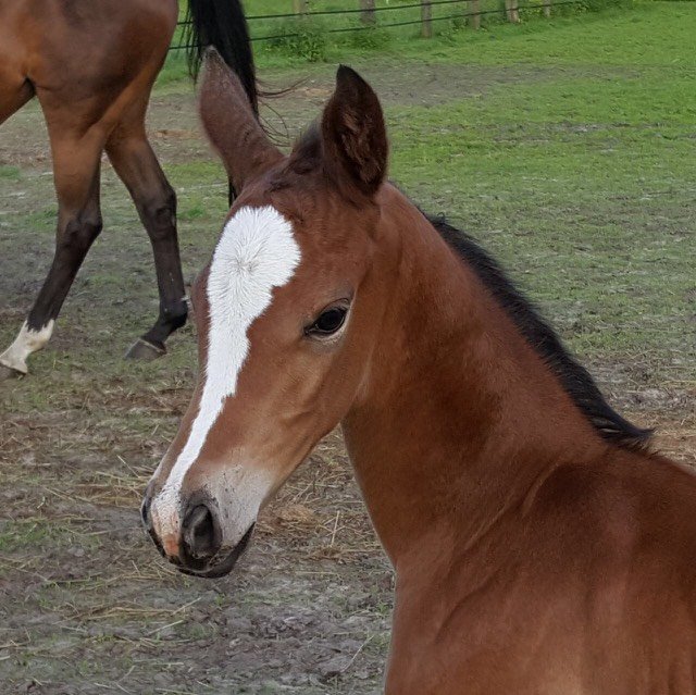 Trakehner Stutfohlen von High Motion, Foto: Bhn