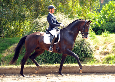 GRAND CORAZON von Symont u.d. Pr.u.StPrSt. Guendalina v. Red Patrick xx Foto: Beate Langels - Trakehner Gestüt Hämelschenburg