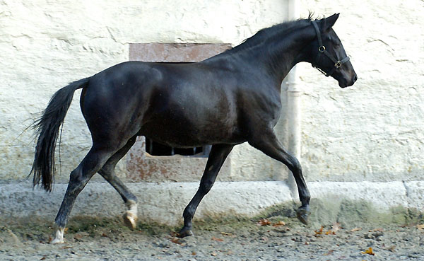 Trakehner v. Summertime u.d. Greta Garbo v. Alter Fritz