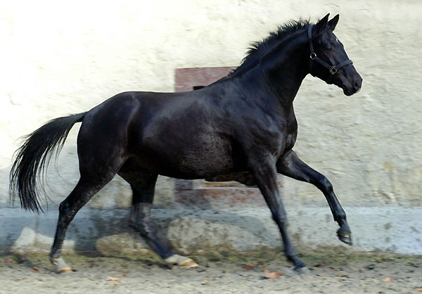 Trakehner v. Summertime u.d. Greta Garbo v. Alter Fritz