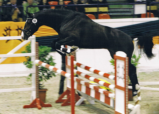 Trakehner Stallion Grand Corazn by Symont out of Pr.a.StPrSt. Guendalina by Red Patrick xx  - Trakehner Gestt Hmelschenburg