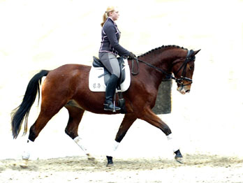 Gustav der Groe - Trakehner von Freudenfest u.d. Gwendolyn v. Maestro - Gestt Hmelschenburg