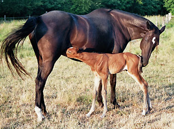 Geburt des Hengstfohlens von Freudenfest u.d. Panaceia v. Kennedy u.d. Piroschka v. Kostolany, Foto: Wittmer-Eigenbordt