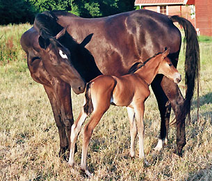 Geburt des Hengstfohlens von Freudenfest u.d. Panaceia v. Kennedy u.d. Piroschka v. Kostolany, Foto: Wittmer-Eigenbordt