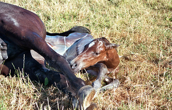 Geburt des Hengstfohlens von Freudenfest u.d. Panaceia v. Kennedy u.d. Piroschka v. Kostolany, Foto: Wittmer-Eigenbordt