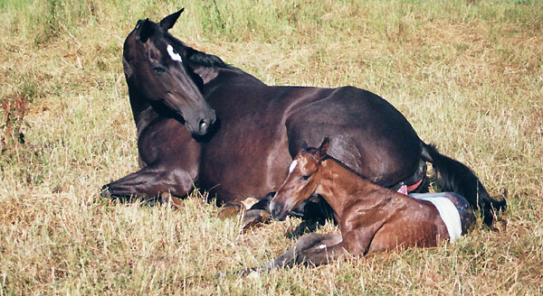 Geburt des Hengstfohlens von Freudenfest u.d. Panaceia v. Kennedy u.d. Piroschka v. Kostolany, Foto: Wittmer-Eigenbordt