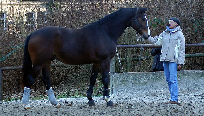 Gentle Giant von Alter Fritz u.d. Pr.St. Guendalina v. Red Patrick xx, Foto: Beate Langels Gestt Hmelschenburg