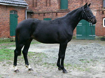 Trakehner Gelding GEORGE CLOONEY by Summertime out of Greta Garbo by Alter Fritz - Gestt Hmelschenburg, Foto: Sebastian Krause