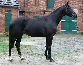 Trakehner Gelding GEORGE CLOONEY by Summertime out of Greta Garbo by Alter Fritz - Gestt Hmelschenburg, Foto: Sebastian Krause