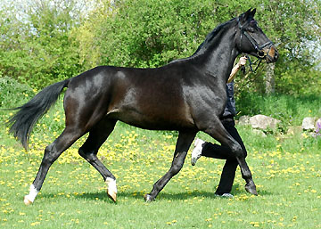 George Clooney - Trakehner v. Summertime u.d. Greta Garbo v. Alter Fritz