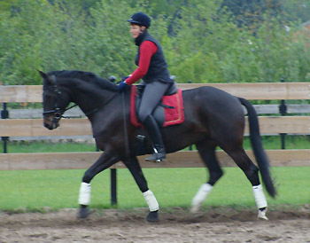 Trakehner v. Summertime u.d. Greta Garbo v. Alter Fritz