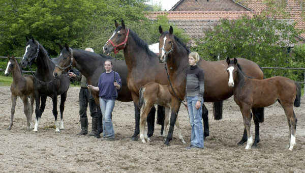 Greta Garbo, Gloriette, Gwendolyn, Guendalina und Stutfohlen v. Alter Fritz u.d. Guendalina