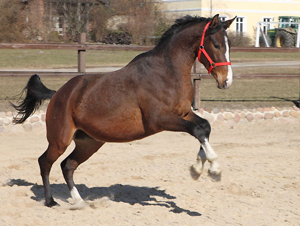 6. Mrz 2011 - Foto: Dietmar Habert - Trakehner Gestt Hmelschenburg