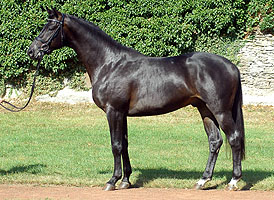 Trakehner colt Giovanni-Silver by Summertime out of Greta Garbo by Alter Fritz, Foto Beate Langels